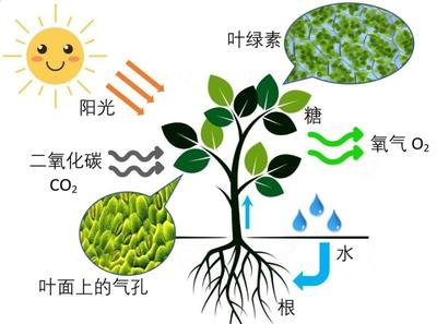 無(wú)線有效光合作用傳感器